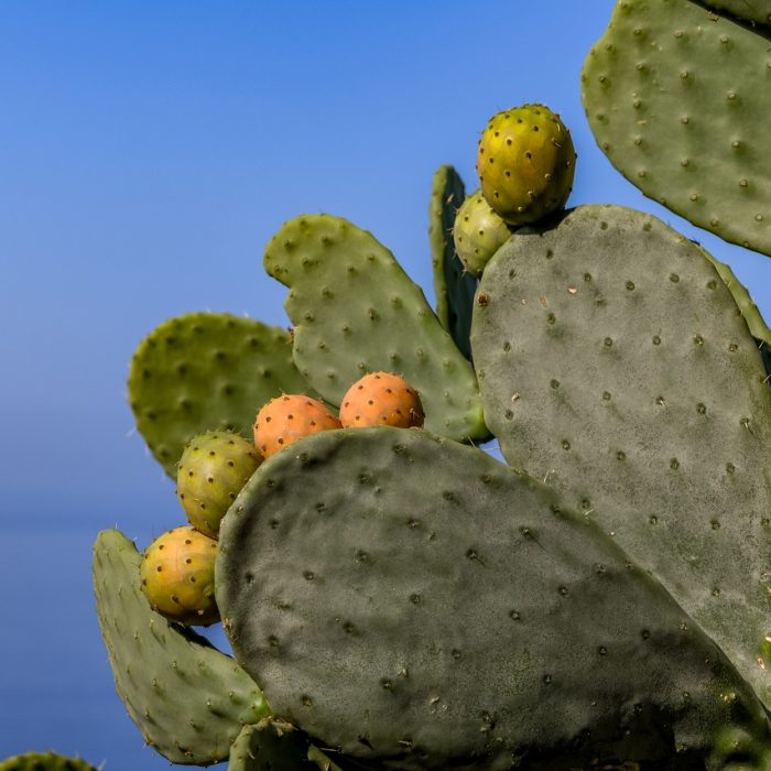 cactus, fig, plant-4702175.jpg